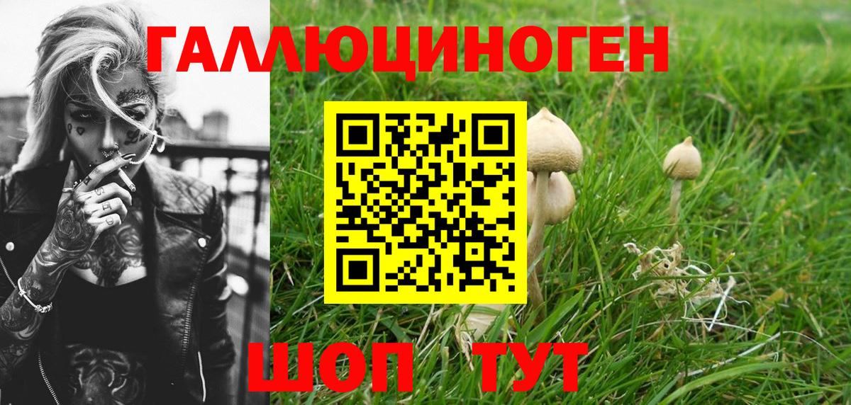 Псилоцибиновые грибы Psilocybine cubensis Боровичи